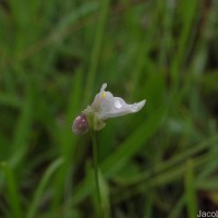 Utricularia caerulea L.